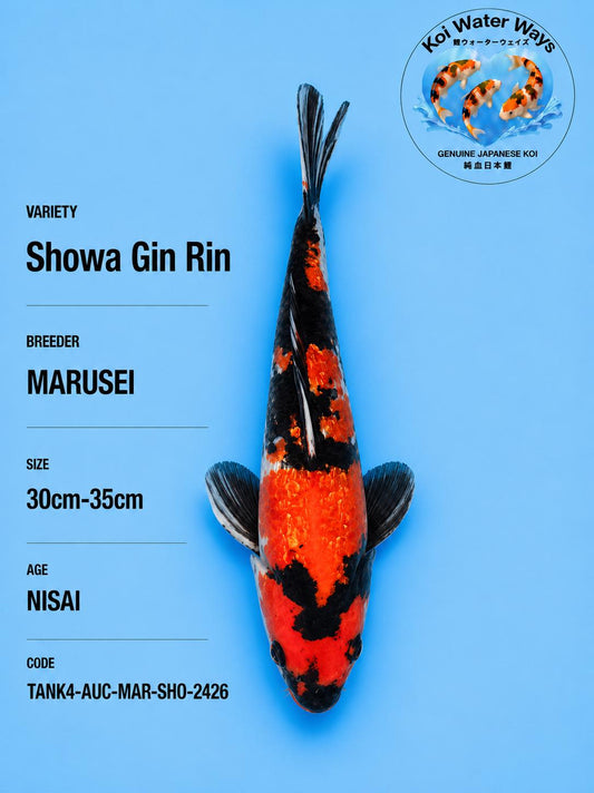 Gin Rin Showa 30 to 35cm Final Auction tonight Start 7.45 to 7.48pm
