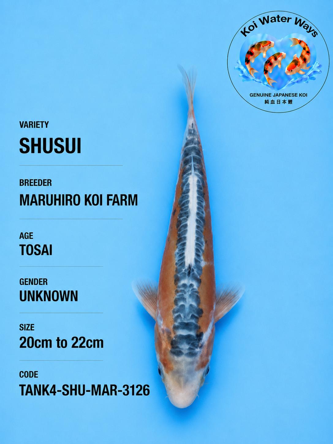 Shusui 20 to 25cm 7.32 to 7.35pm