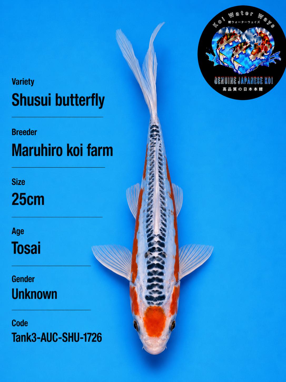 Shusiui Butterfly Koi 25cm Start time 7.54pm