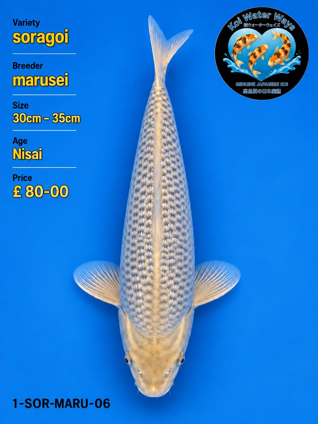 Soragoi Koi