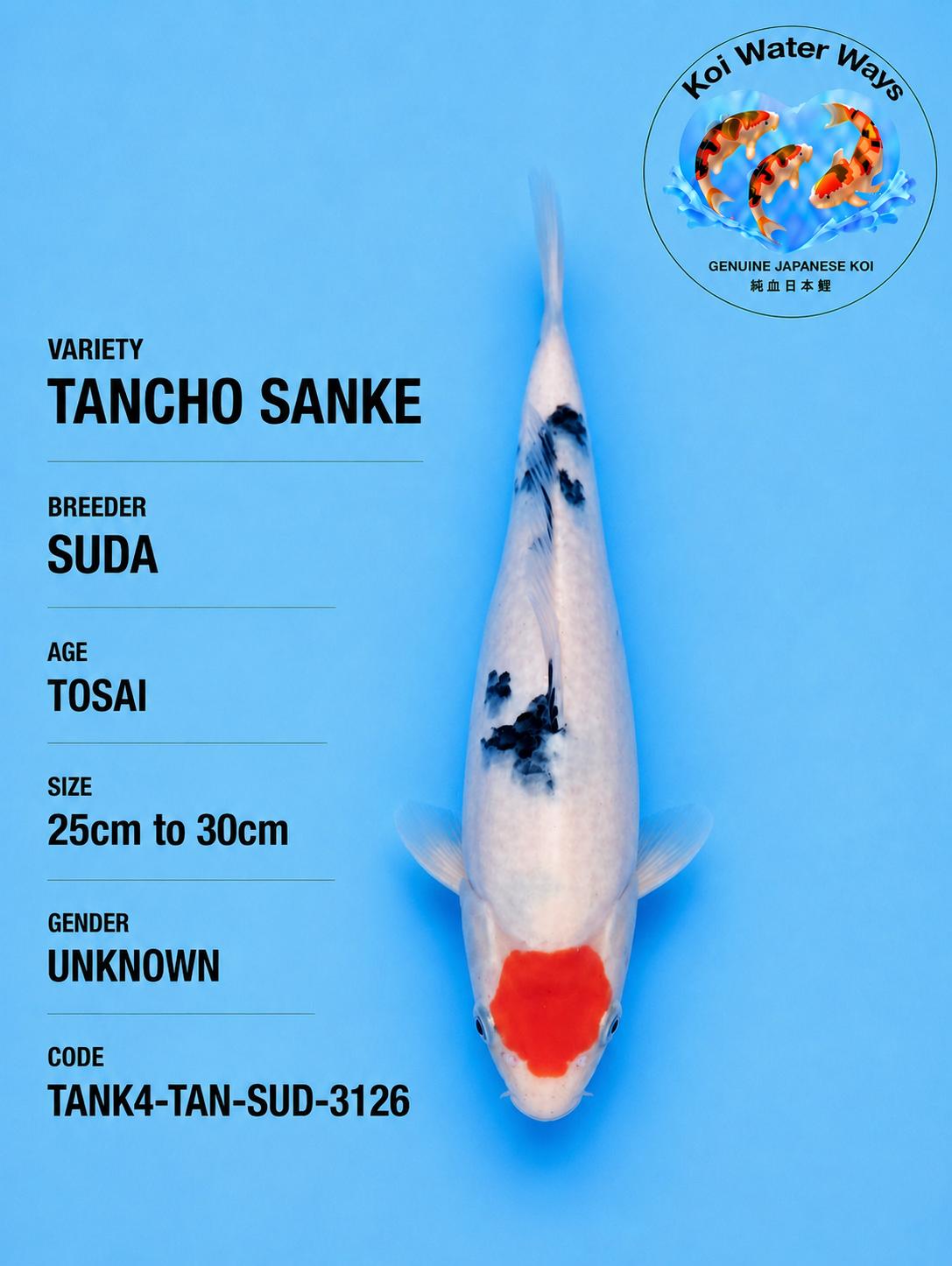 Tancho Sanke 30cm start 7.41 to 7.44pm