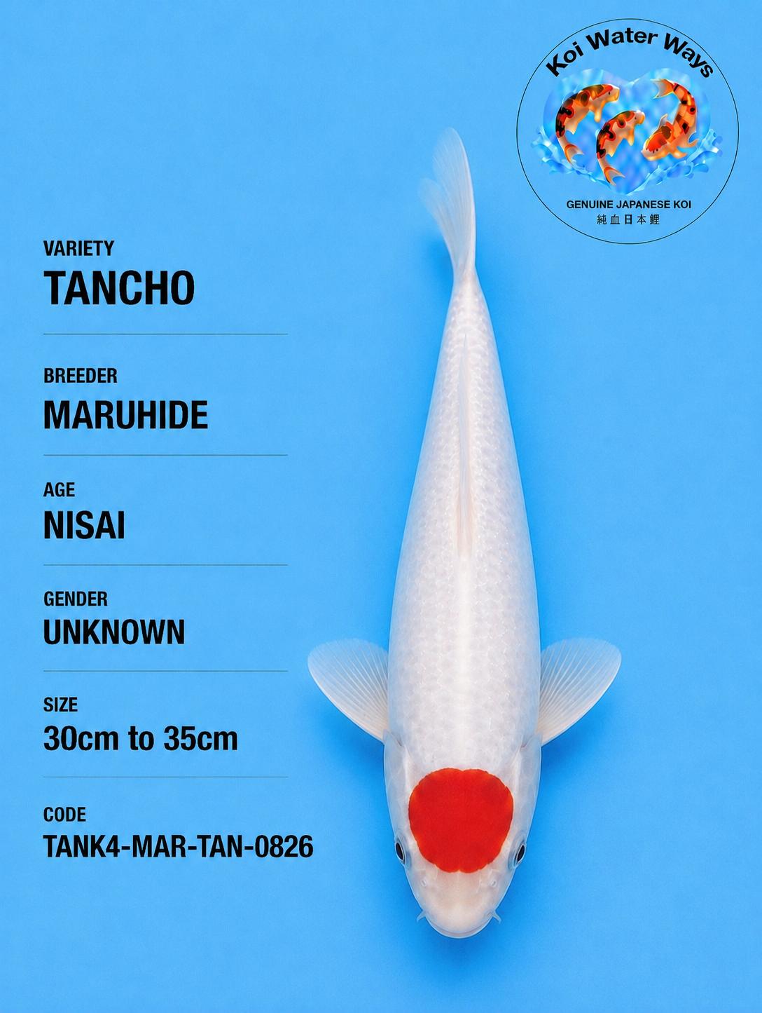Tancho 30 to 35cm 8.40 to 8.43pm number 9