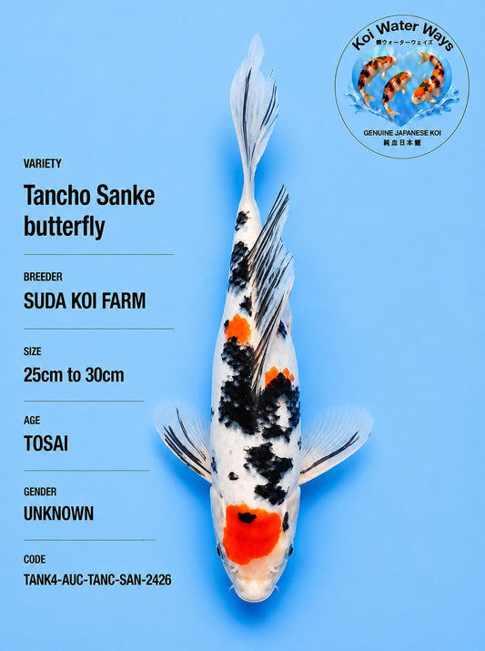 Tancho Sanke Butterfly 25 to 30cm 7.10 to 7.13pm