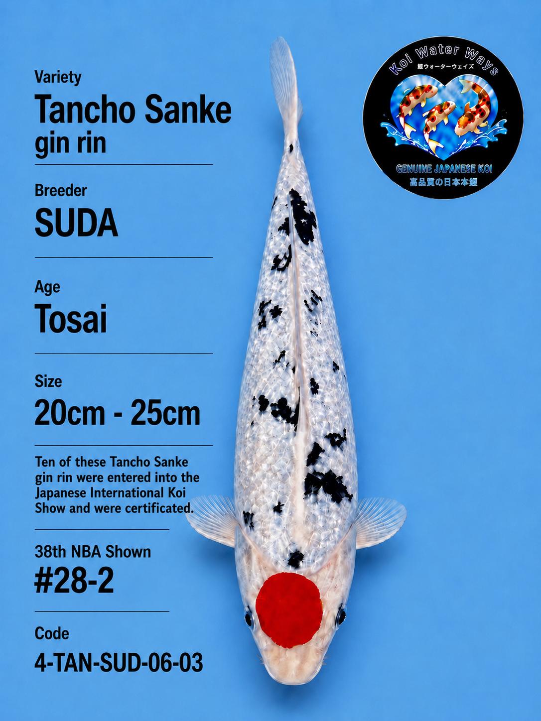 Tancho Sanke Gin Rin 25cm Start 8.04pm