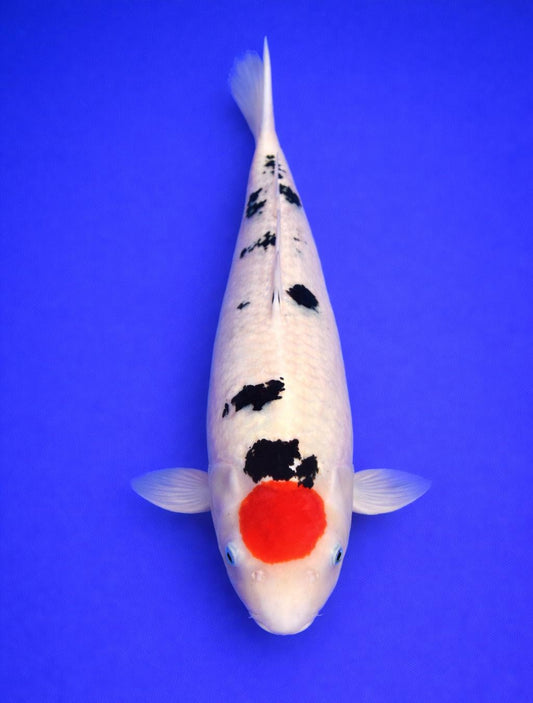 Tancho Shiroutsuri  60cm