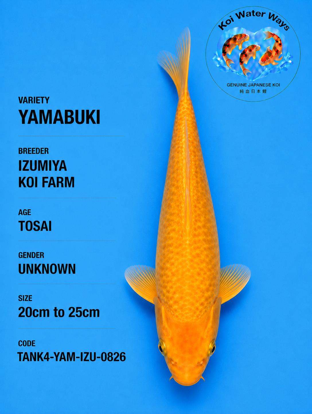 Yamabuki20 to 25cm 8.35 to 8.38pm number 8