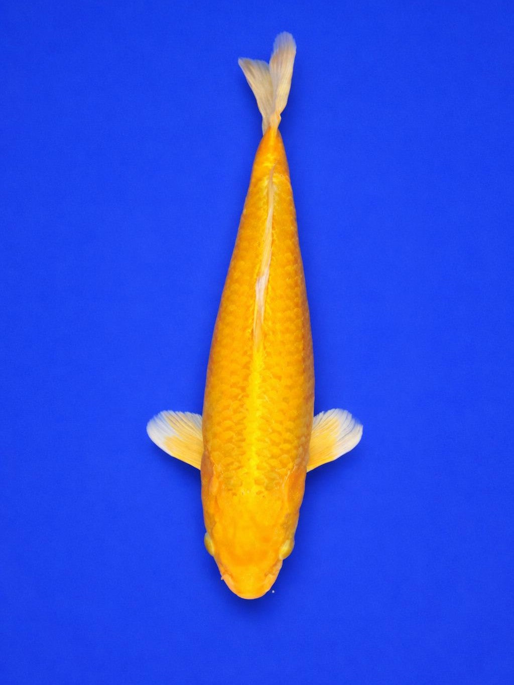 Yamabuki Ogon