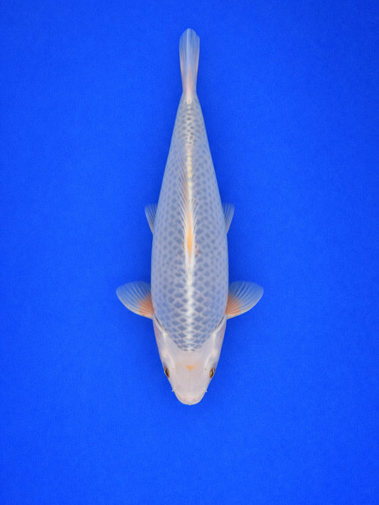 Asagi Koi 35 to 40cm